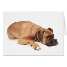 Fawn Boxer Resting