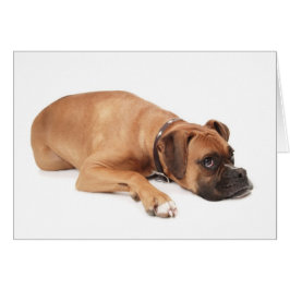 Fawn Boxer Resting