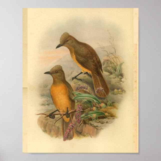 Fawn Breasted Wood Shrike Yellow Bird Print Poster (Vorne)