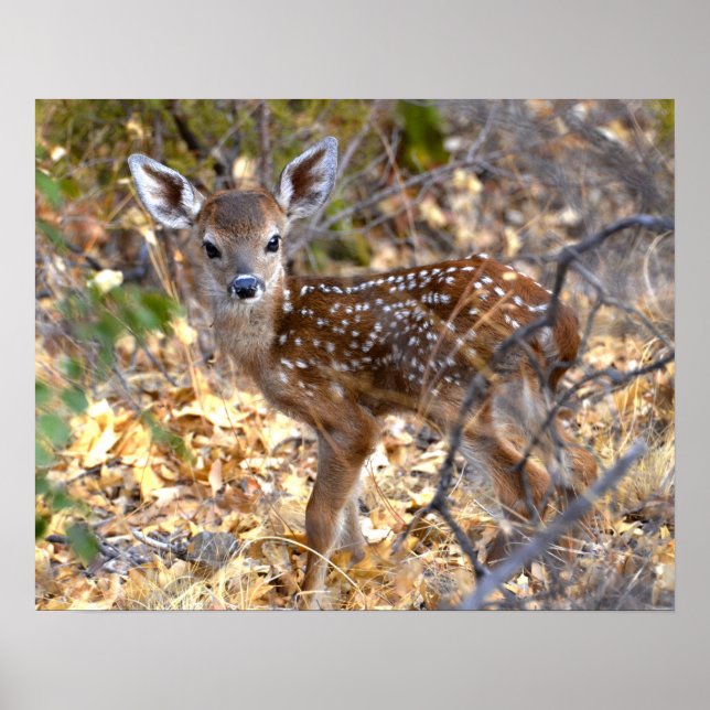 Fawn Deer Foto Poster (Vorne)