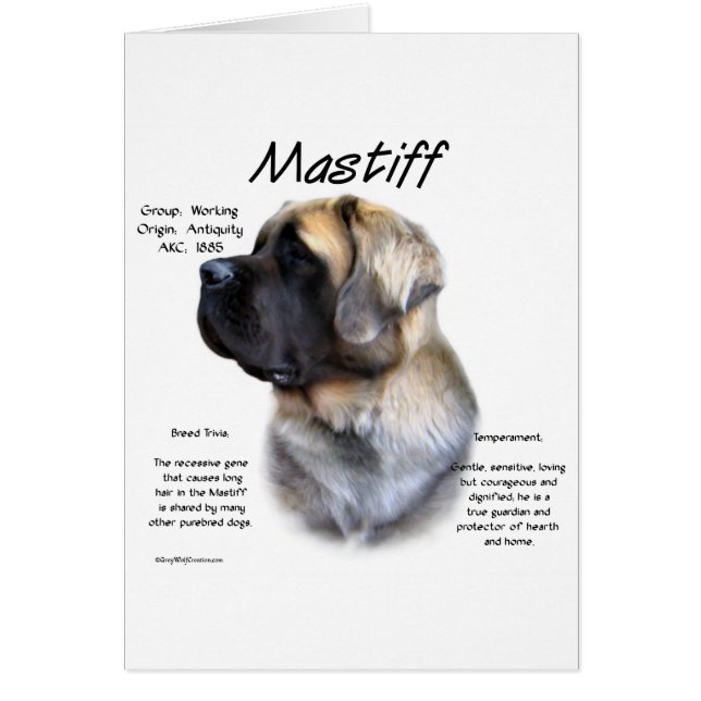 Fawn Fluffy Mastiff History (Vorne)