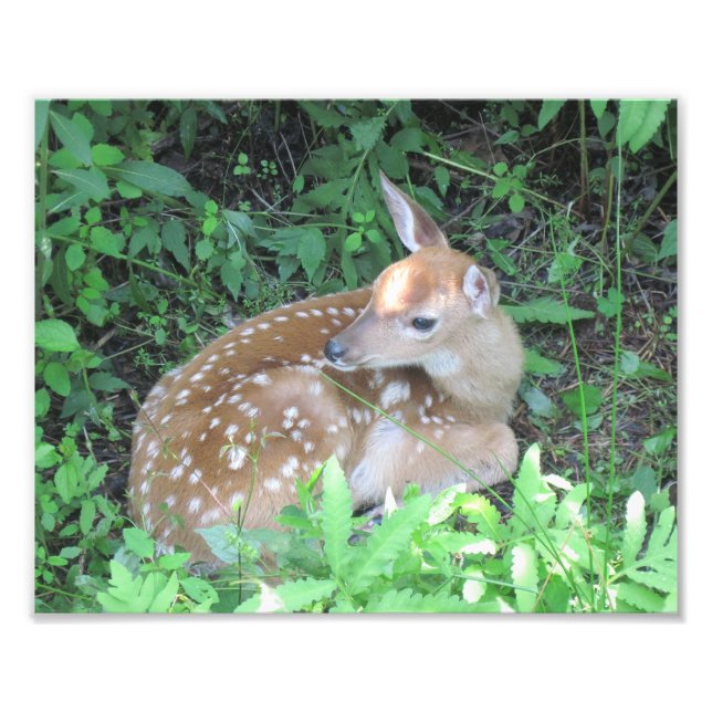 Fawn Foto Print (Vorne)