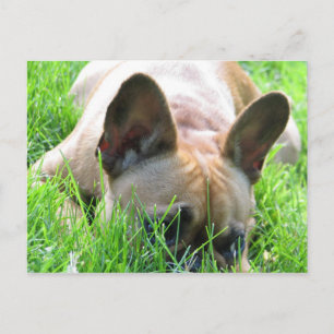 Fawn French Bulldog Postkarte