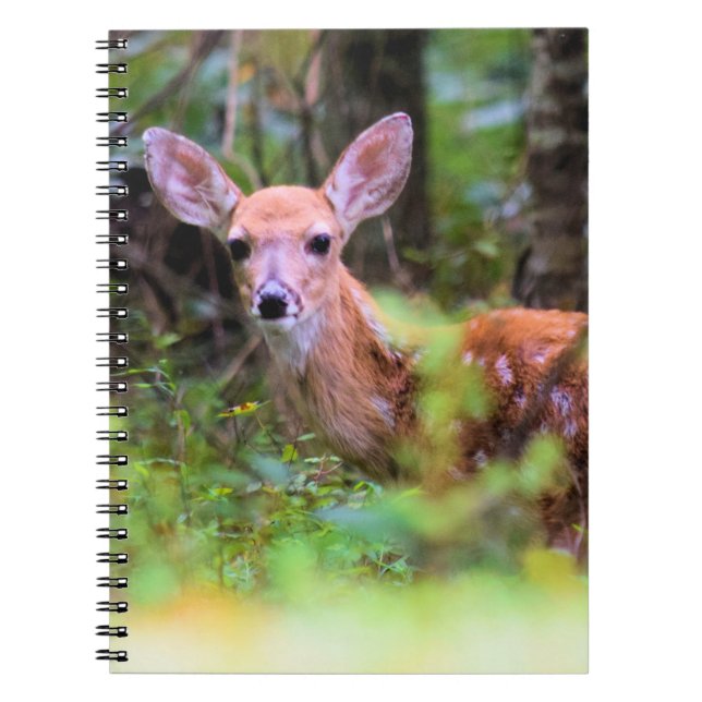 Fawn in the Woods - Peek-a-boo - Carnet (Devant)
