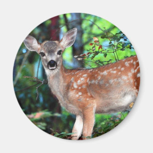 Fawn Magnet