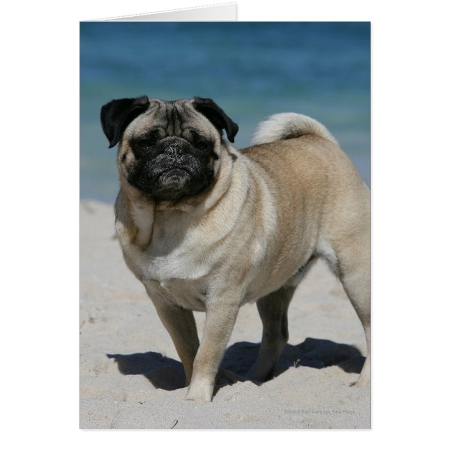 Fawn Mops am Strand (Vorne)