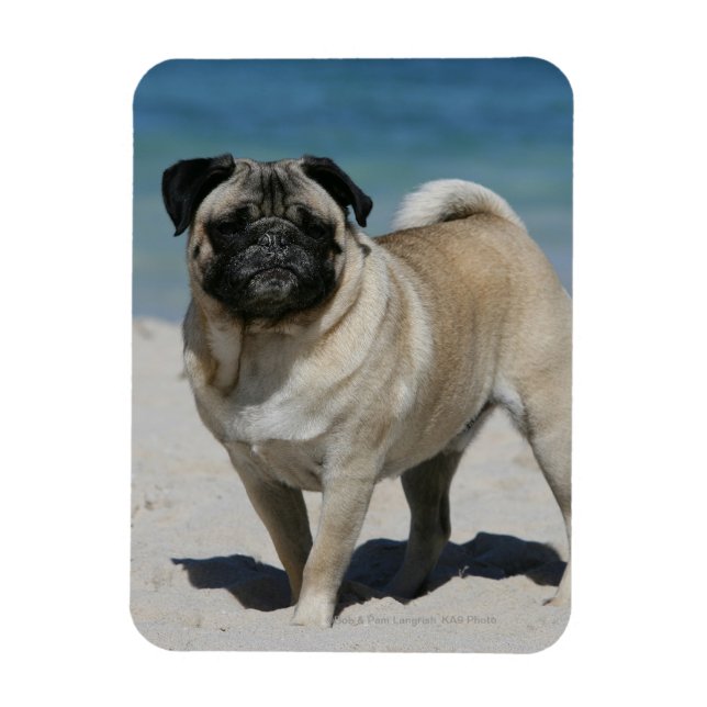 Fawn Mops am Strand Magnet (Vertikal)