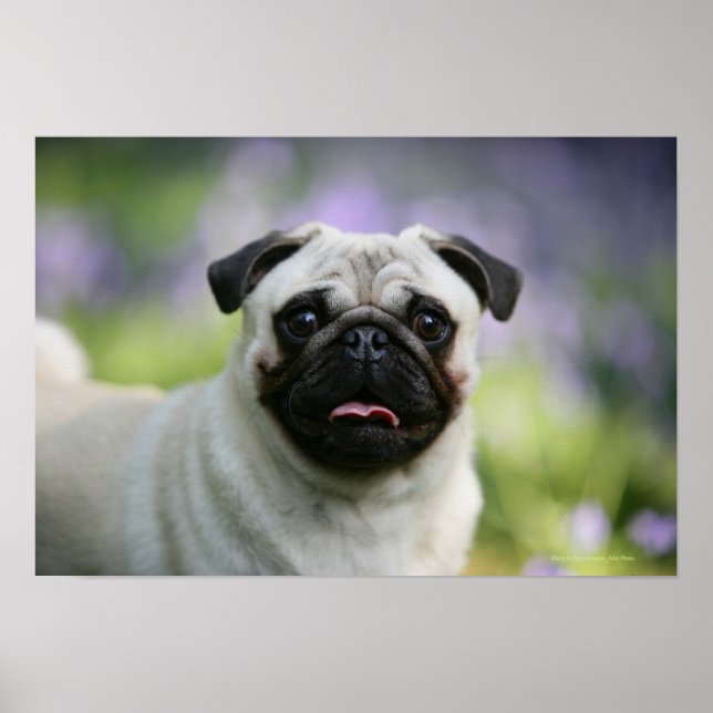 Fawn Mops on Alert Poster (Vorne)