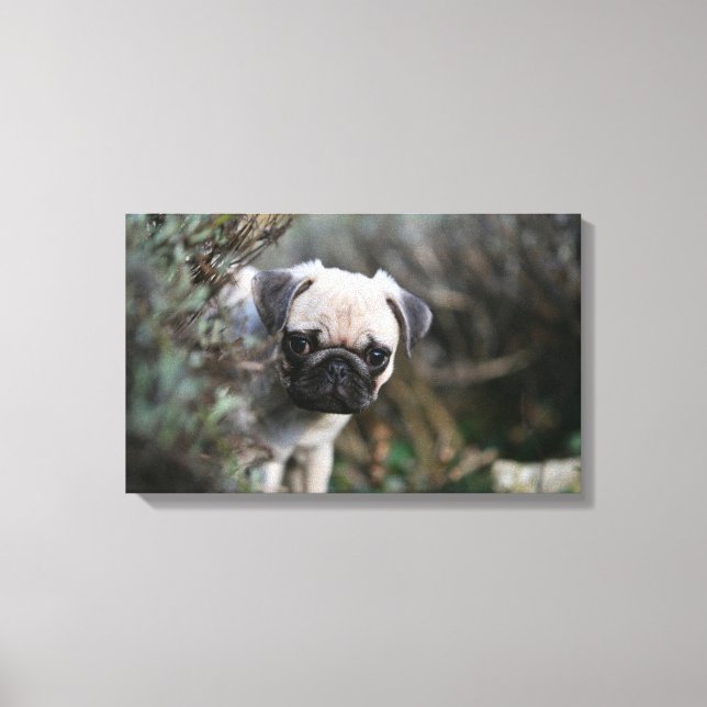 Fawn Mops Puppy Headshot Leinwanddruck (Vorderseite)