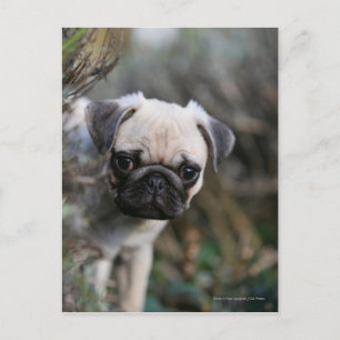 Fawn Mops Puppy Headshot Postkarte
