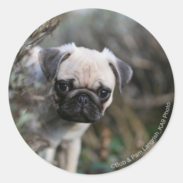 Fawn Mops Puppy Headshot Runder Aufkleber (Vorderseite)