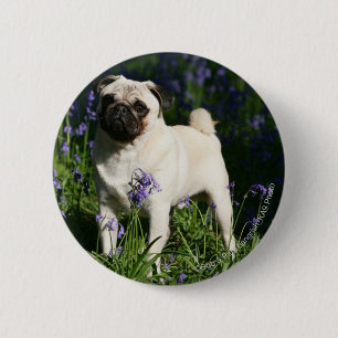 Fawn Mops Stehend in den Bluebells Button