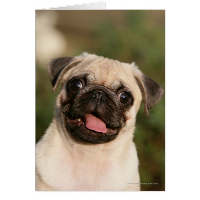 Fawn Mops Welpe Panting (Vorne)