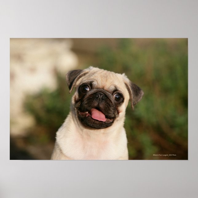 Fawn Mops Welpe Panting Poster (Vorne)
