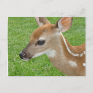 Fawn Postcard Postkarte