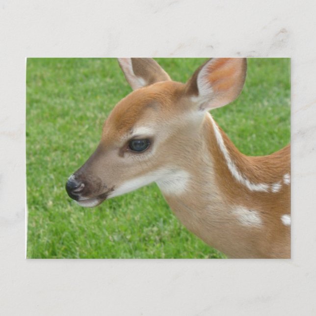Fawn Postcard Postkarte (Vorderseite)