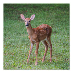 Fawn Poster