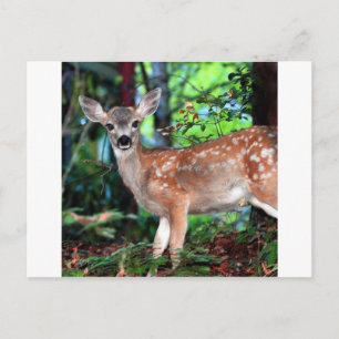 Fawn Postkarte