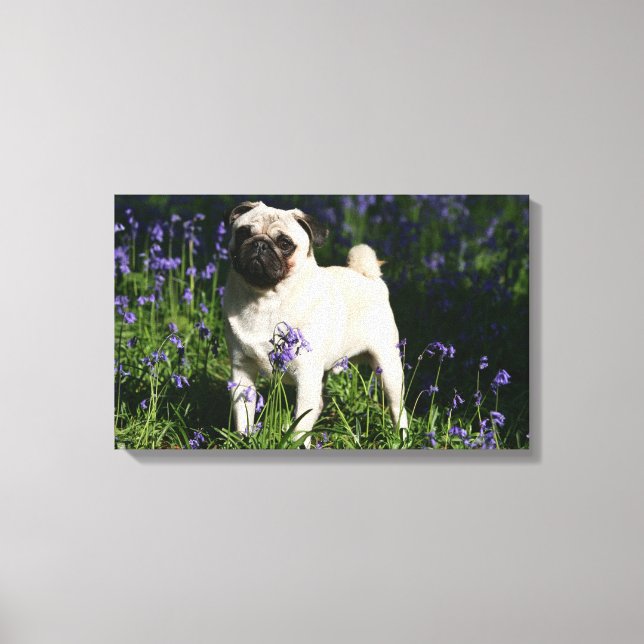Fawn Pug Standing in the Bluebells Leinwanddruck (Vorderseite)