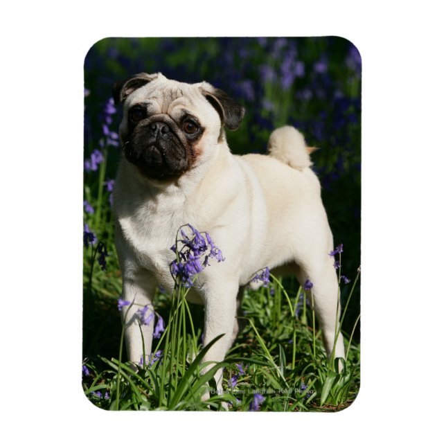 Fawn Pug Standing in the Bluebells Magnet (Vertikal)