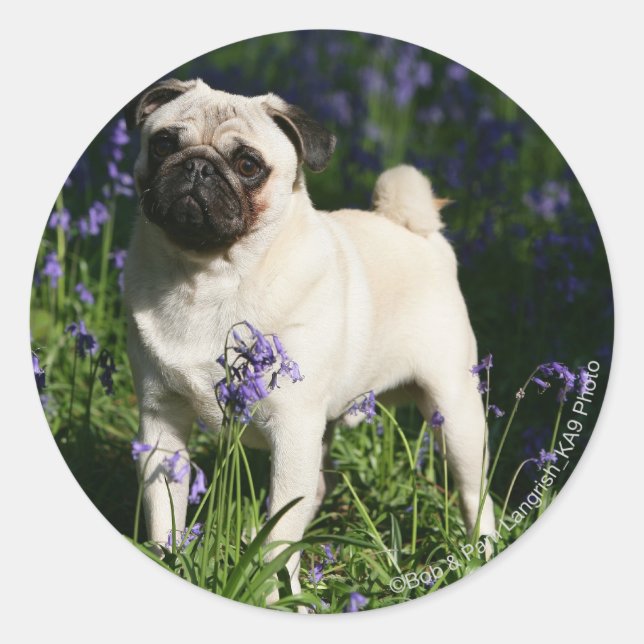 Fawn Pug Standing in the Bluebells Runder Aufkleber (Vorderseite)