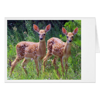 Fawn Twins in der Hawkweed