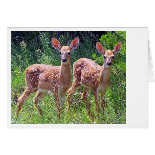 Fawn Twins in der Hawkweed (Vorderseite (Horizontal))