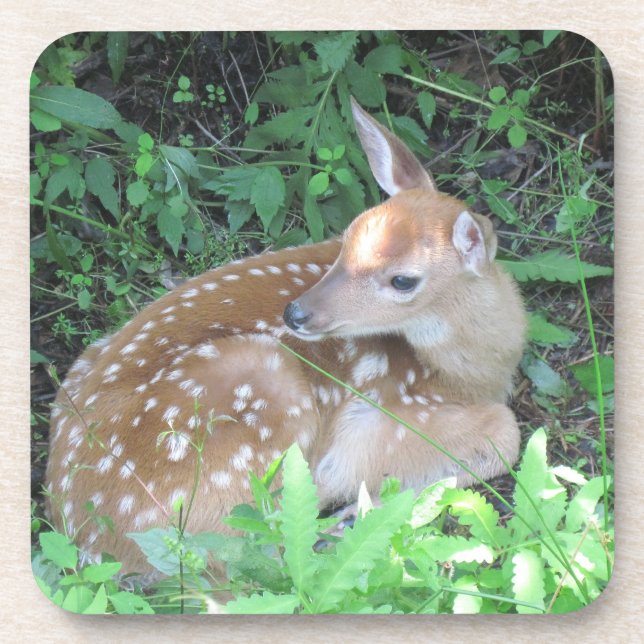 Fawn Untersetzer (Vorderseite)