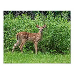 Fawn vor einem Zaun Fotodruck