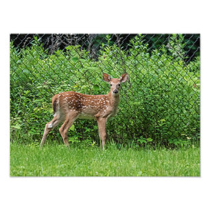 Fawn vor einem Zaun Fotodruck