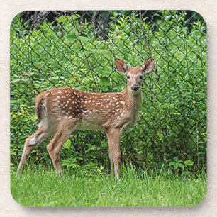 Fawn vor einem Zaun Getränkeuntersetzer