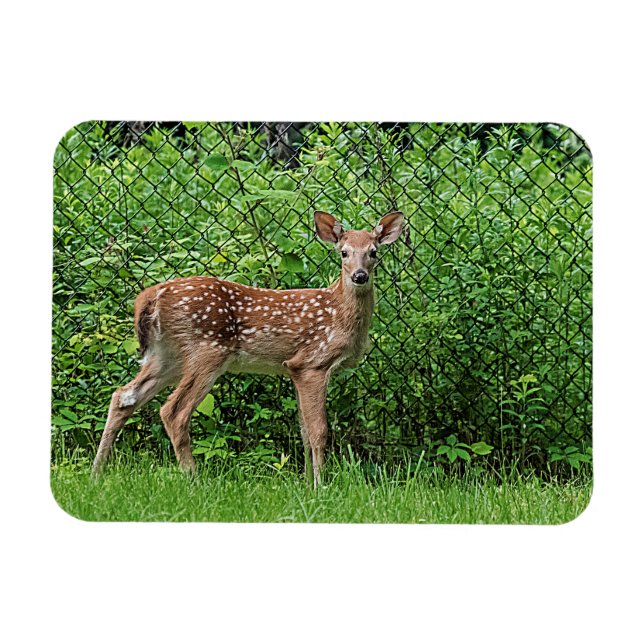 Fawn vor einem Zaun Magnet (Horizontal)