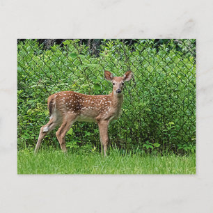 Fawn vor einem Zaun Postkarte