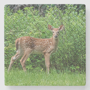 Fawn vor einem Zaun Steinuntersetzer