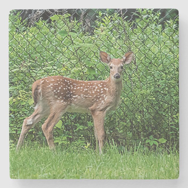 Fawn vor einem Zaun Steinuntersetzer (Vorderseite)