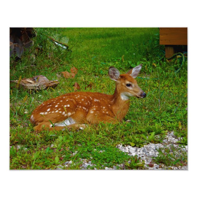 fawn whitetail deer fotodruck (Vorne)