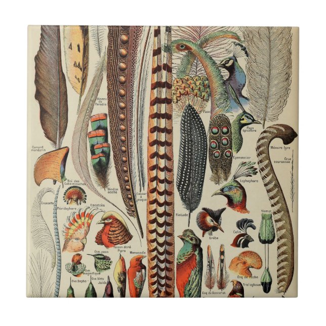 Feather Bird Wildlife Antique Feathers Fliese (Vorderseite)