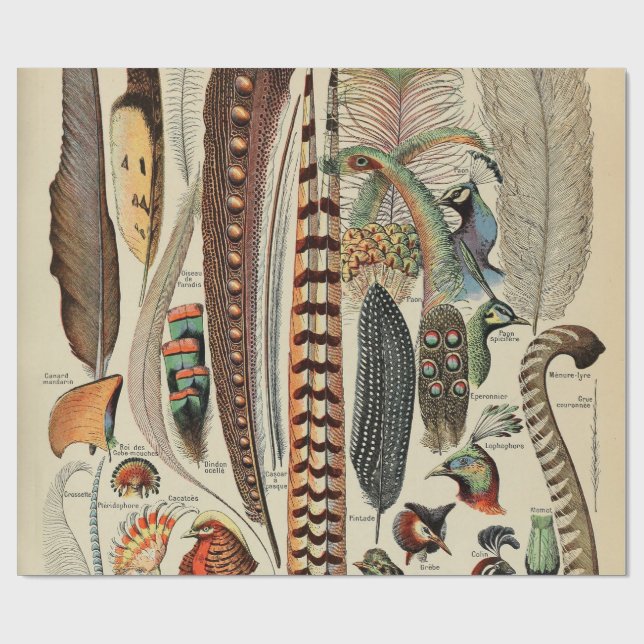 Feather Bird Wildlife Antique Feathers Geschenkpapier (Flach)