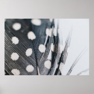 Feather Poster