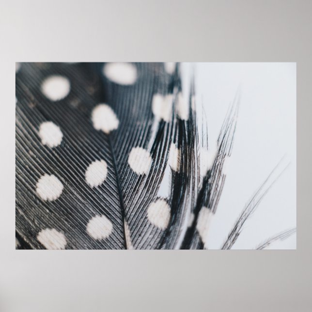Feather Poster (Vorne)