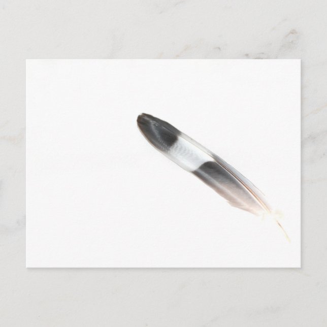 Feather Postkarte (Vorderseite)