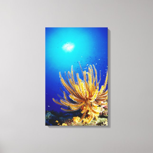 Feather star leinwanddruck (Vorderseite)
