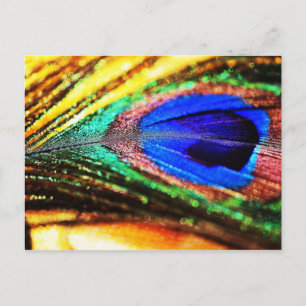 Feather von Shirley Taylor Postkarte