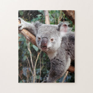 Featherdale Wildlife Park, Koala-Bären