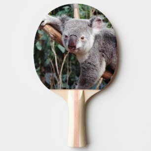 Featherdale Wildlife Park, Koala-Bären Tischtennis Schläger