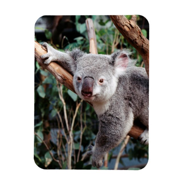 Featherdale Wildlife Park, Koala Bears Magnet (Vertikal)