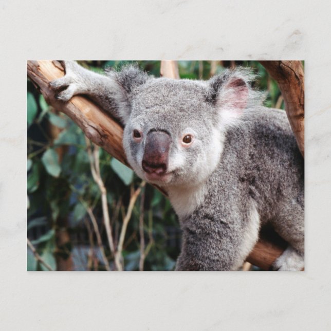 Featherdale Wildlife Park, Koala Bears Postkarte (Vorderseite)