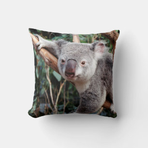 Featherdale Wildlife Park, Koalas Kissen