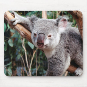 Featherdale Wildlife Park, Koalas Mousepad