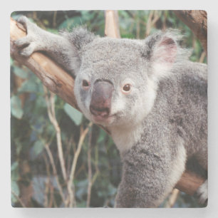 Featherdale Wildlife Park, Koalas Steinuntersetzer